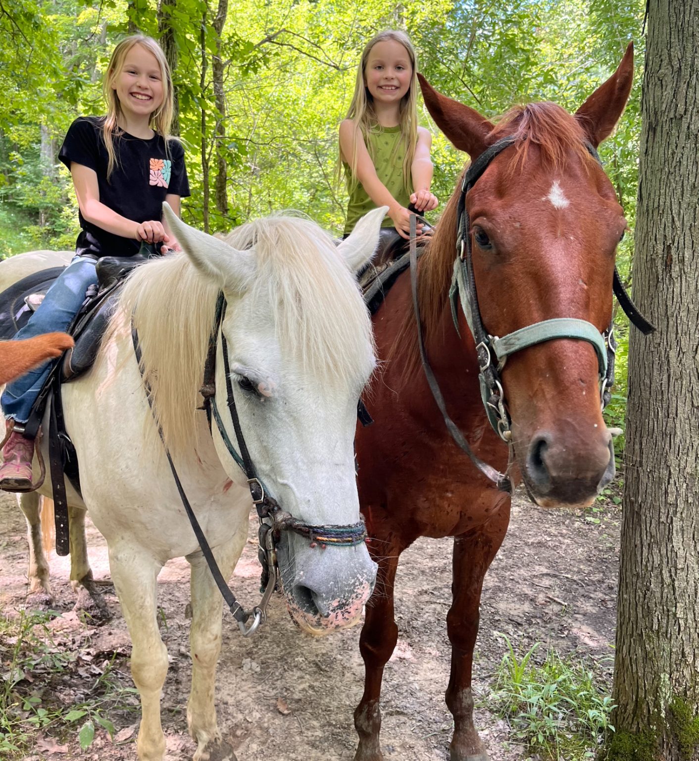 Home - Pine River Stables